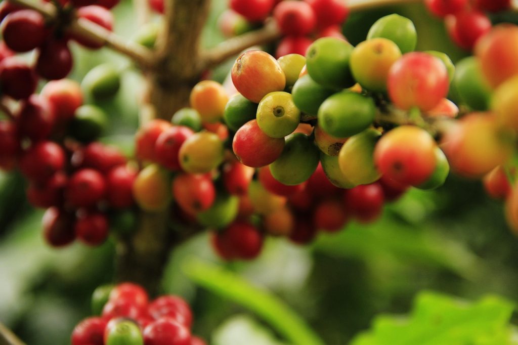 coffee grains, mature, farming, plant, nature, cousins, crop, grow, fruits, plantation, harvest, fresh, red, branch, beans, the food, tropical, cultivation, berries
